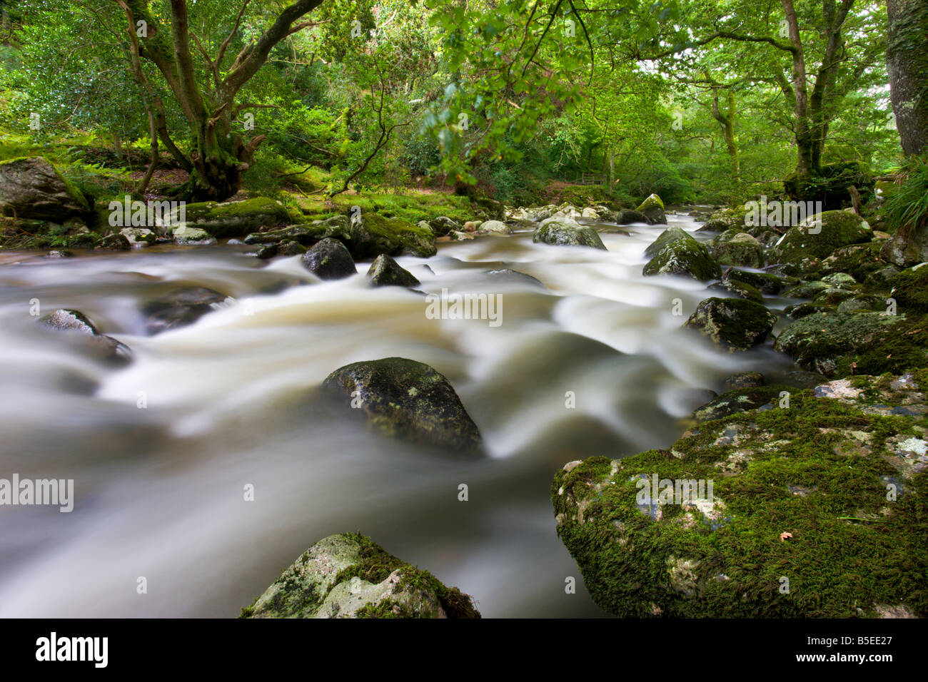 Rocky River Plym fluente attraverso Dewerstone legno in estate Parco Nazionale di Dartmoor Devon England Foto Stock