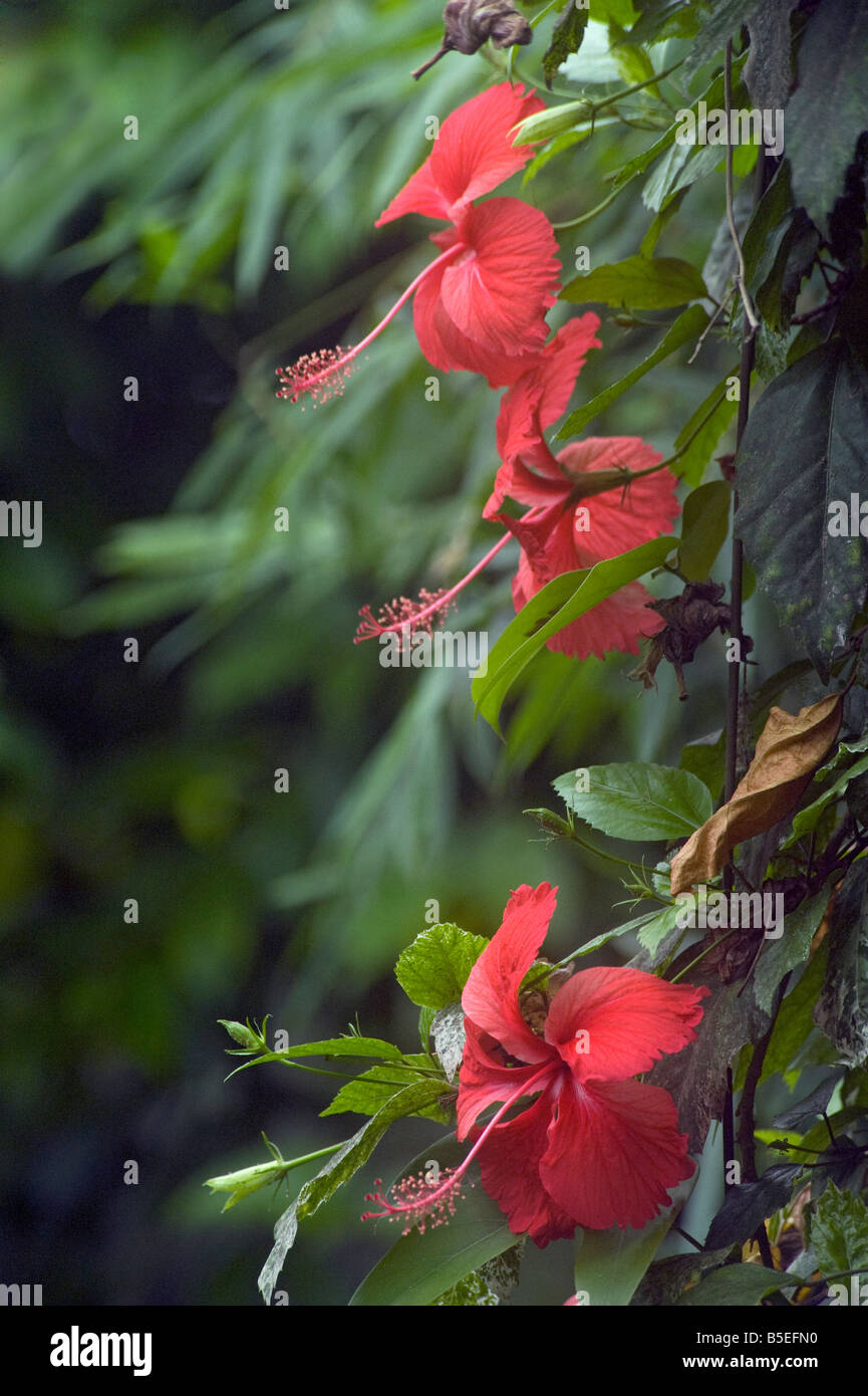 Unico rosso fiori di ibisco prodotta su un arbusto tropicale Foto Stock