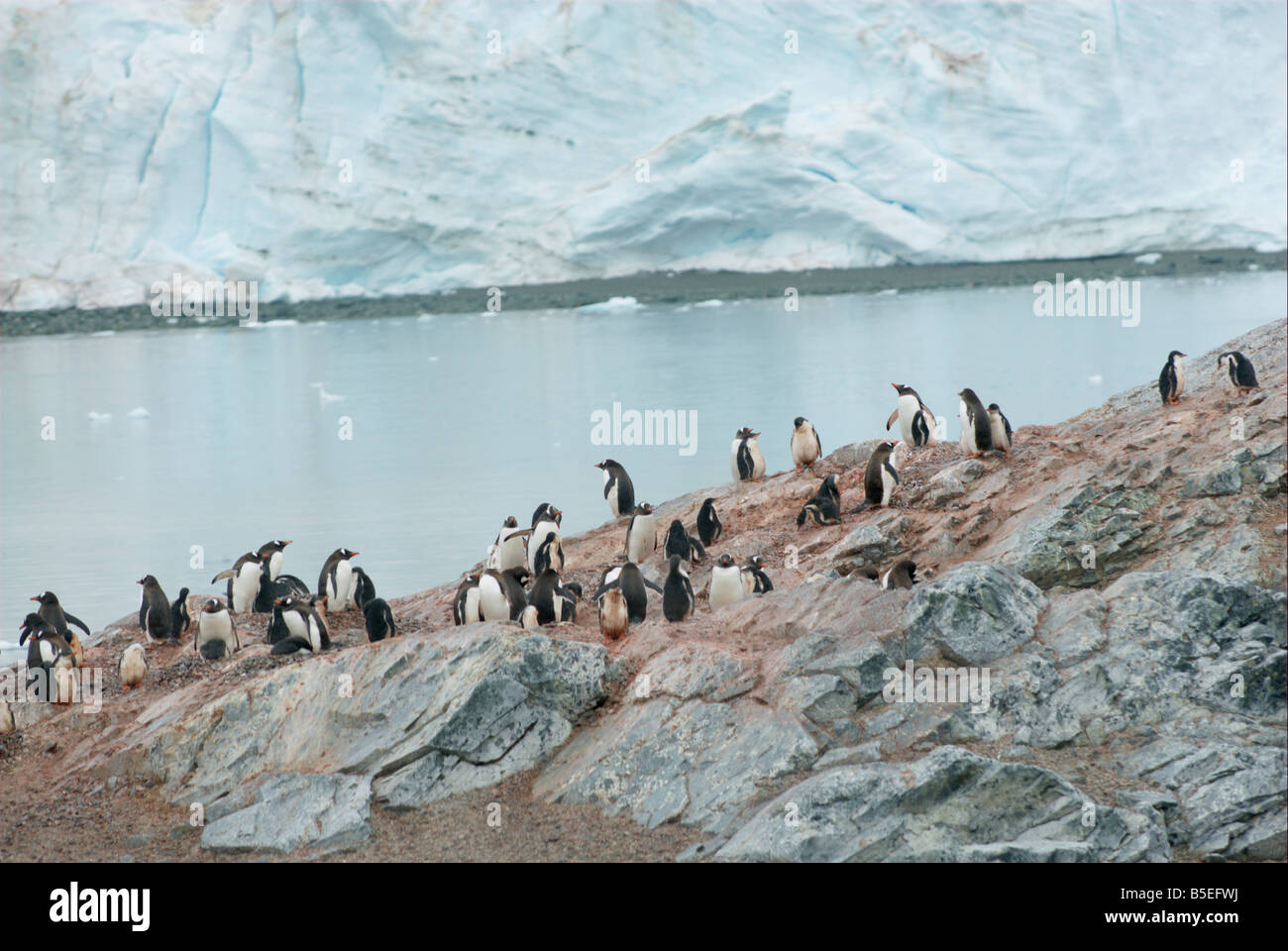 Pinguino Gentoo colonia di allevamento Foto Stock