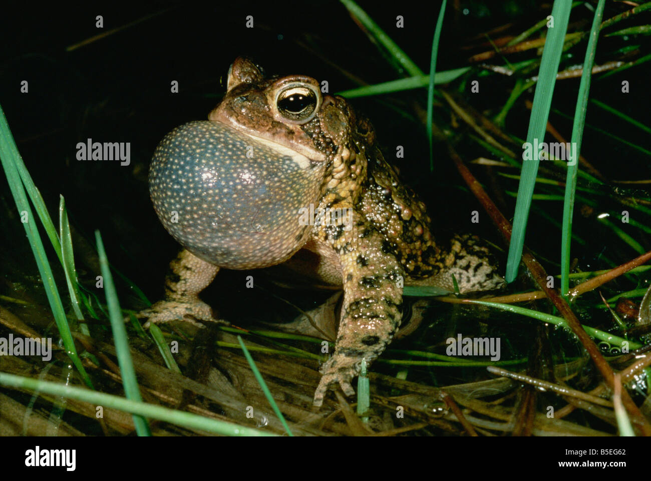 Canto maschio americano toad, Pennsylvania dell'Est, America del Nord Foto Stock