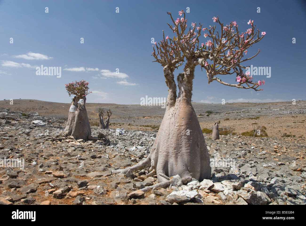Struttura di bottiglia rosa del deserto adenium obesum endemico isola Diksam Plateau centrale isola di Socotra Yemen Medio oriente Foto Stock