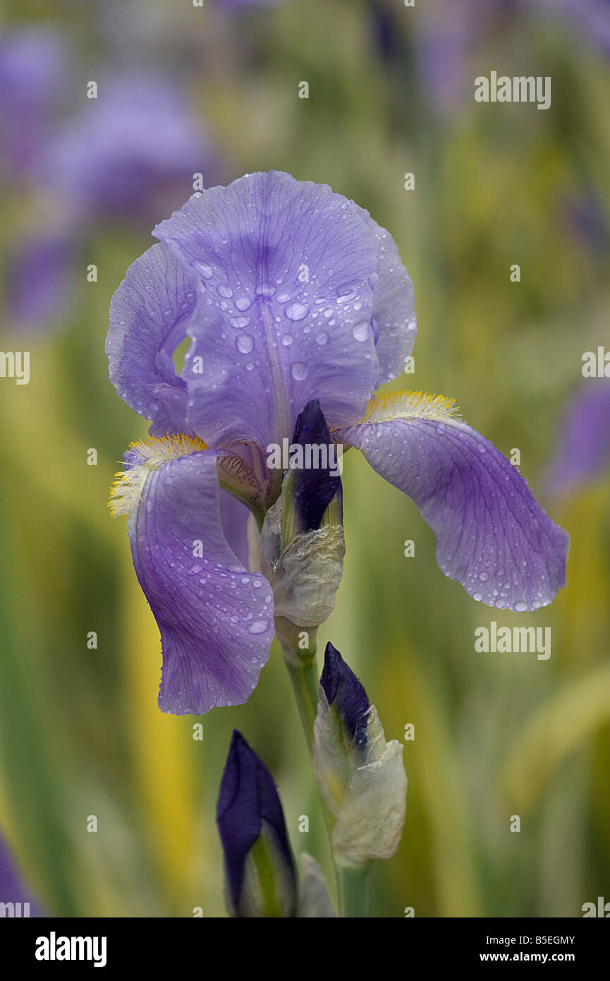 Gocce di pioggia sulla Iris pallida variegata petali Foto Stock