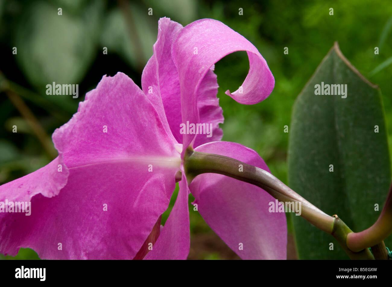 Vista posteriore di rosa fiori di orchidea in habitat naturali Foto Stock
