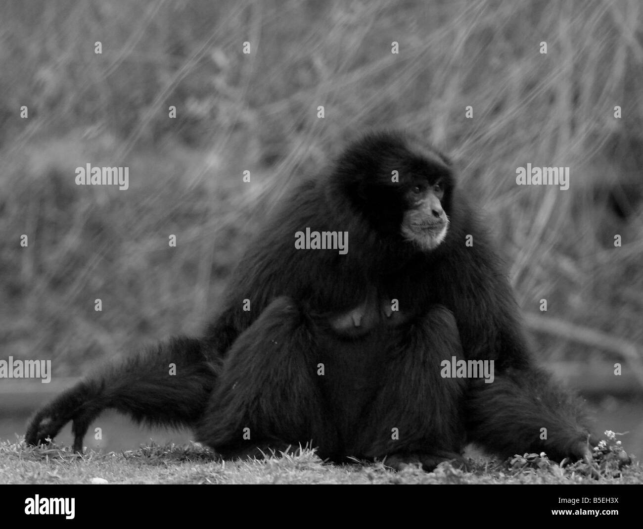 Un Siamang, un tipo di gibbone. (Animale è prigioniero) Foto Stock