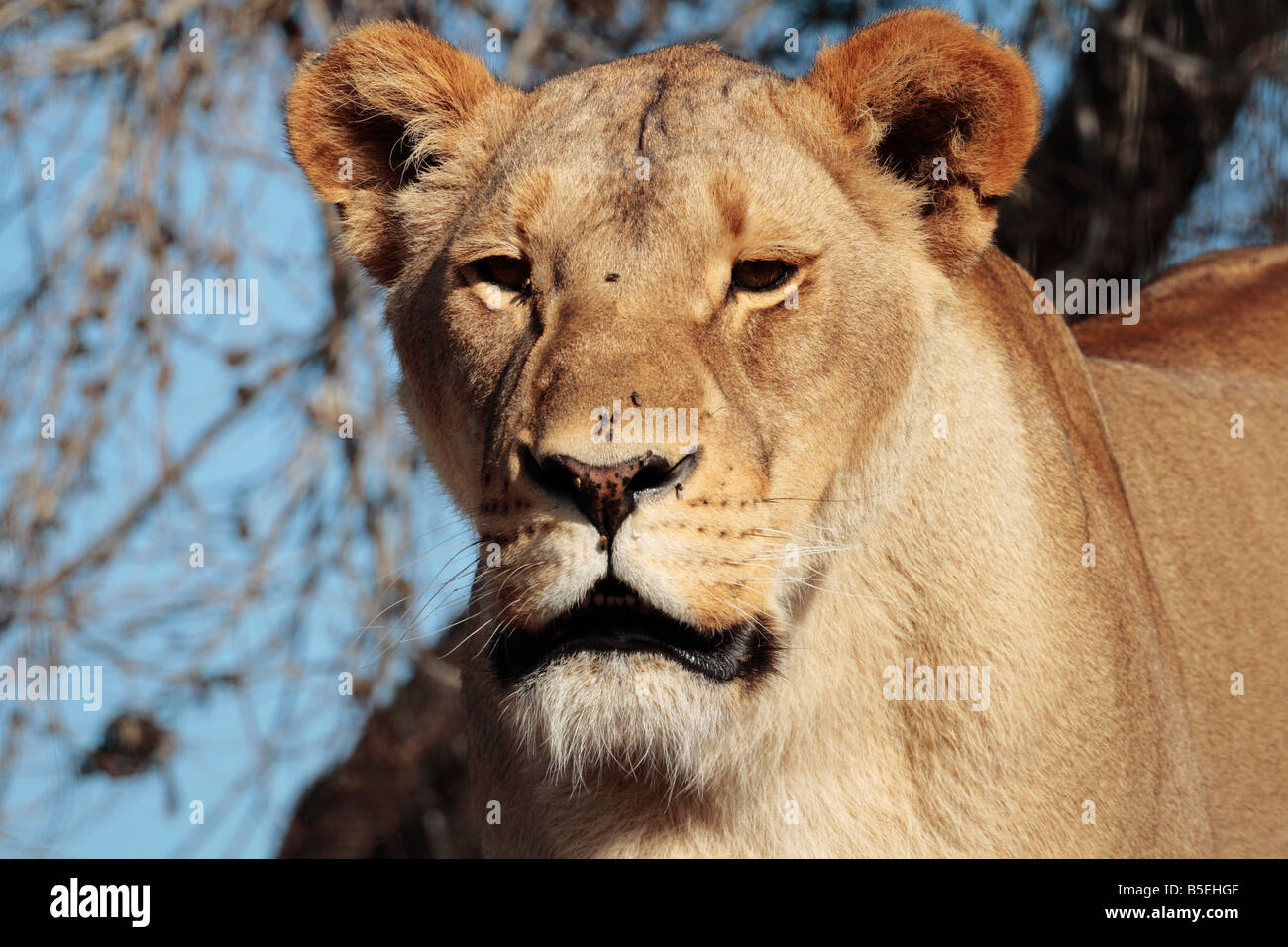 Close-up studio di una femmina di Lion nel selvaggio, studiando il suo ambiente Foto Stock