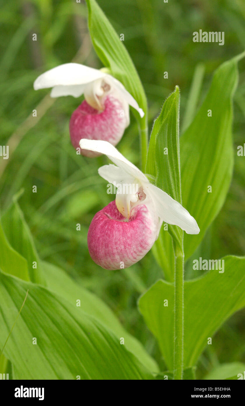 Appariscente Lady Pantofola Cypripedium reginae Aitkin Minnesota Stati Uniti 18 giugno fiori Orchidaceae Foto Stock