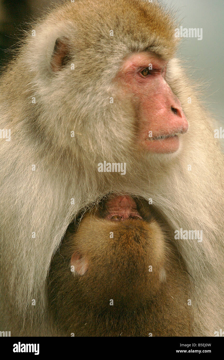 Madre giapponesi macaque Macaca fuscata allattamento baby Jigokudani Monkey Park Shiga altezze Isola di Honshu Giappone in inverno Foto Stock