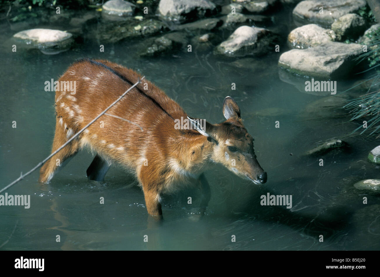 Femmina guib Bushbuck NP Chobe Botswana Tragelaphus scriptus Adulti Adulti sola Africa, biodiversità biodiversità Bioiversity ma Foto Stock