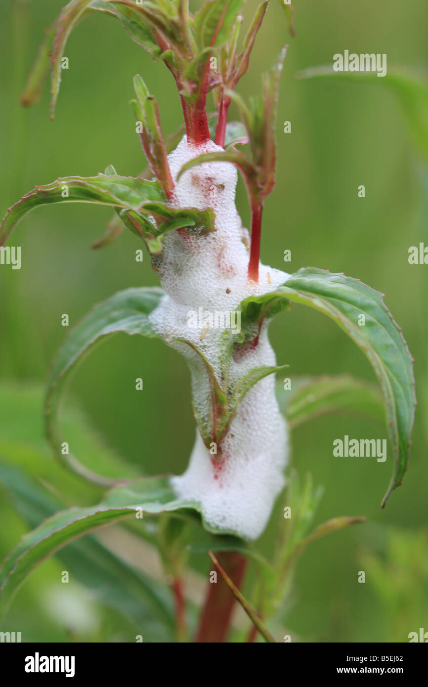 Il cuculo SPIT prodotta da ninfa di FROGHOPPER comune impianto di copertura nei pressi di punta in crescita Foto Stock