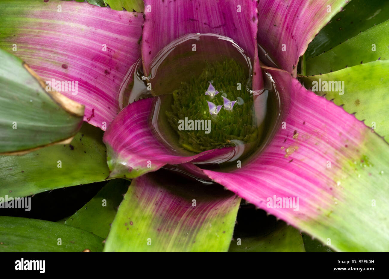 Bromeliad ornamentali Neoregelia concentrcia con piscina in miniatura e  minuscoli fiori Foto stock - Alamy