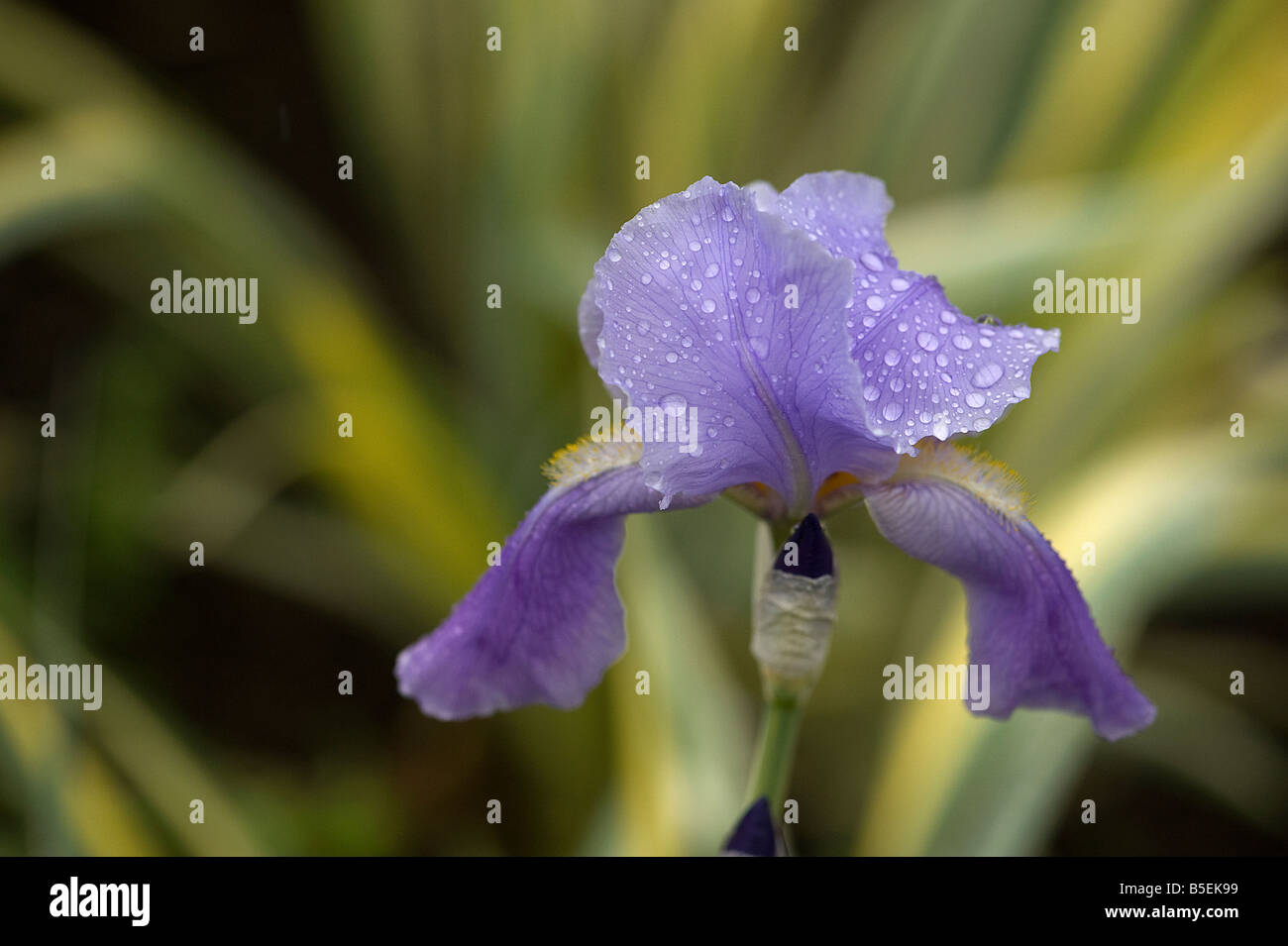 Gocce di pioggia sulla Iris pallida variegata petali Foto Stock