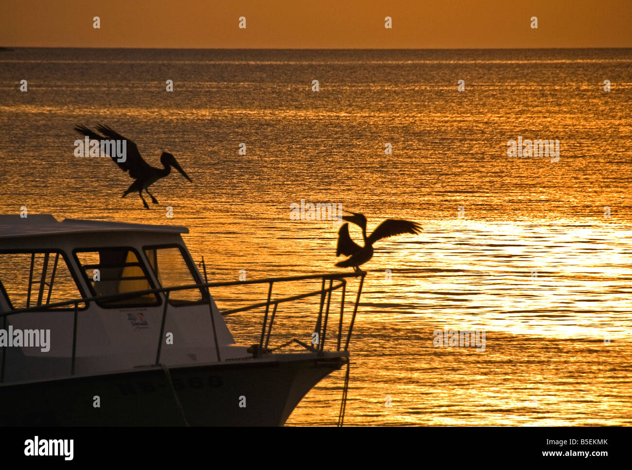 Pellicani stagliano in sunset Foto Stock