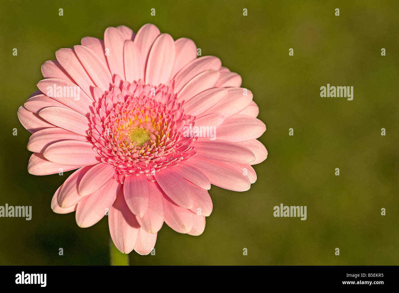 Pink gerbera mostrante simmetria radiale disco e fiori ligulati tipica della famiglia a margherita Foto Stock