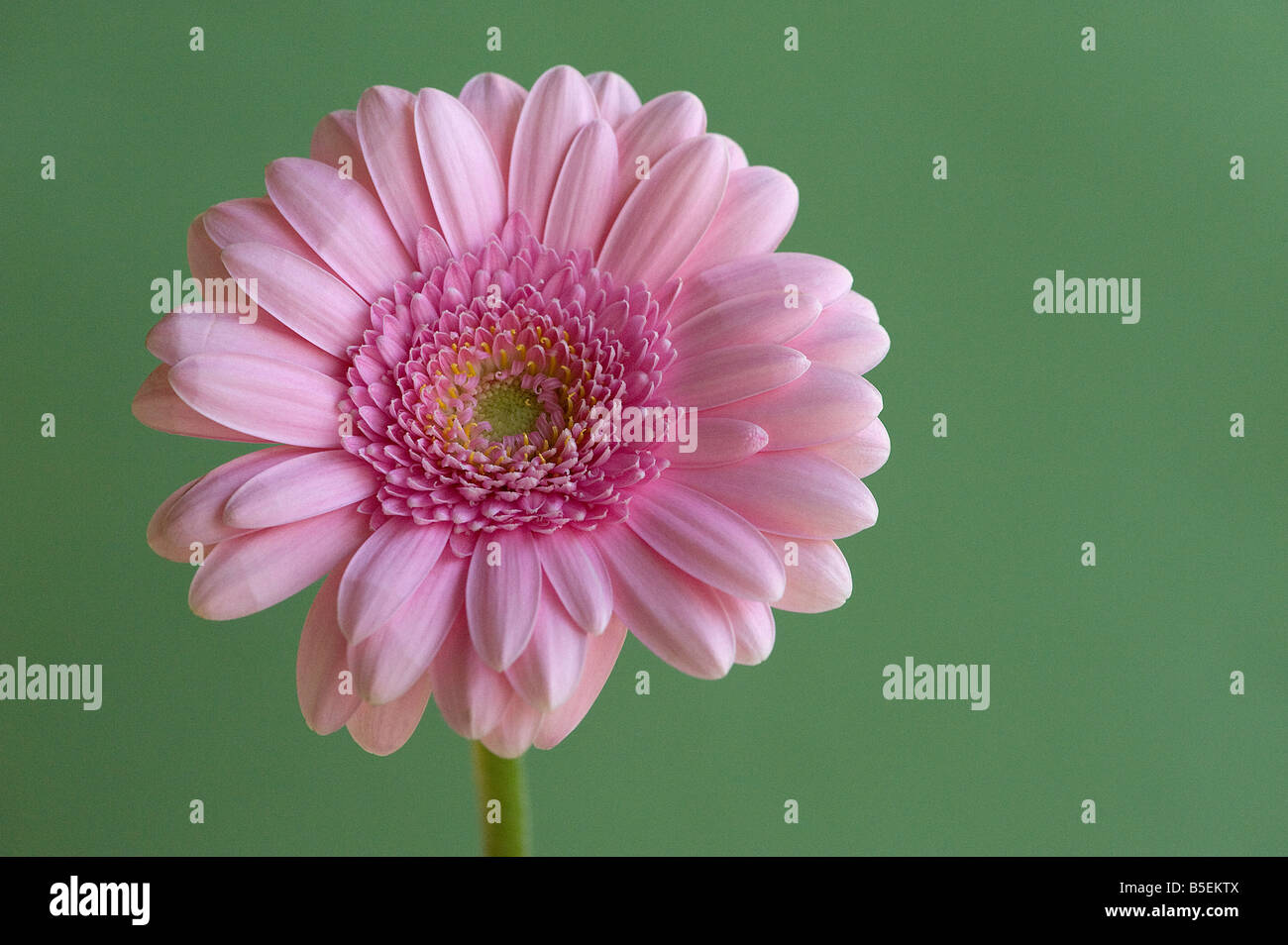Pink gerbera mostrante simmetria radiale disco e fiori ligulati tipica della famiglia a margherita Foto Stock