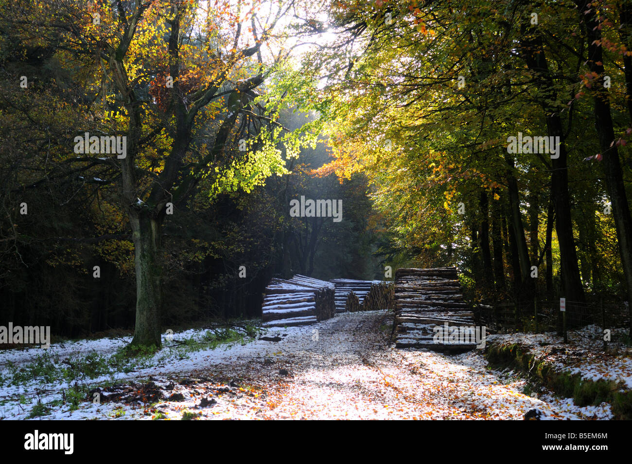 Alberi abbattuti e i colori autunnali con neve in una foresta a Ditton Priors Shropshire Foto Stock