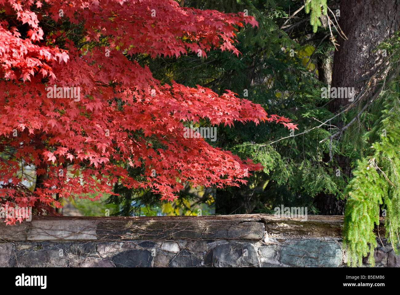 Rosso brillante maple oltre il muro di pietra in autunno Foto Stock