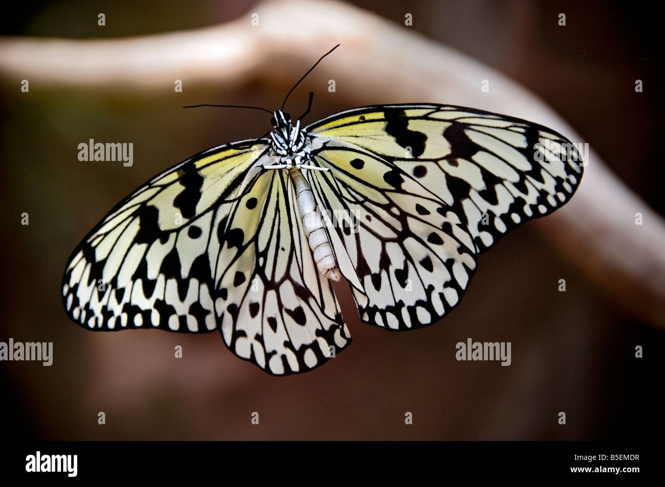 Butterfly albero bianco ninfa Idea leuconoe, aquilone di carta, carta di riso tropicale, con ali stese in habitat naturali Foto Stock