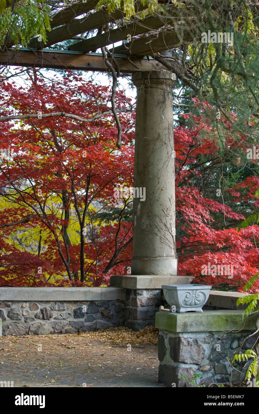 Rosso brillante maple oltre il muro di pietra in autunno Foto Stock