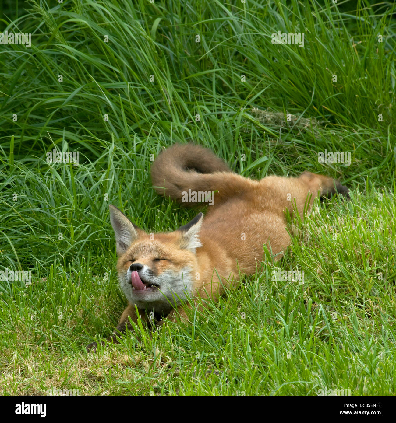 Red Fox cub Vulpes vulpes rilassa e lecca il labbro Foto Stock