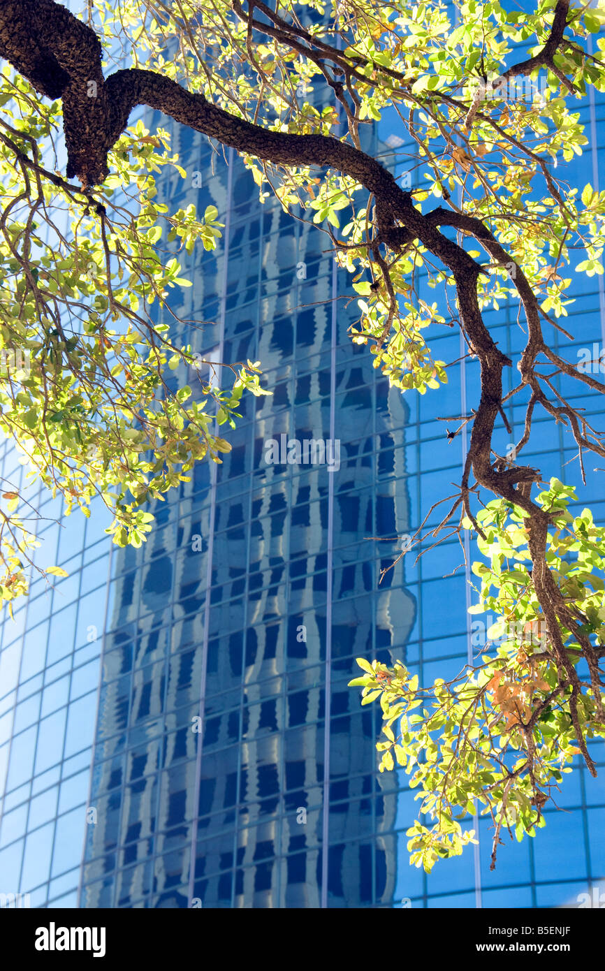 Houston, downtown ufficio edificio riflessione attraverso gli alberi Foto Stock