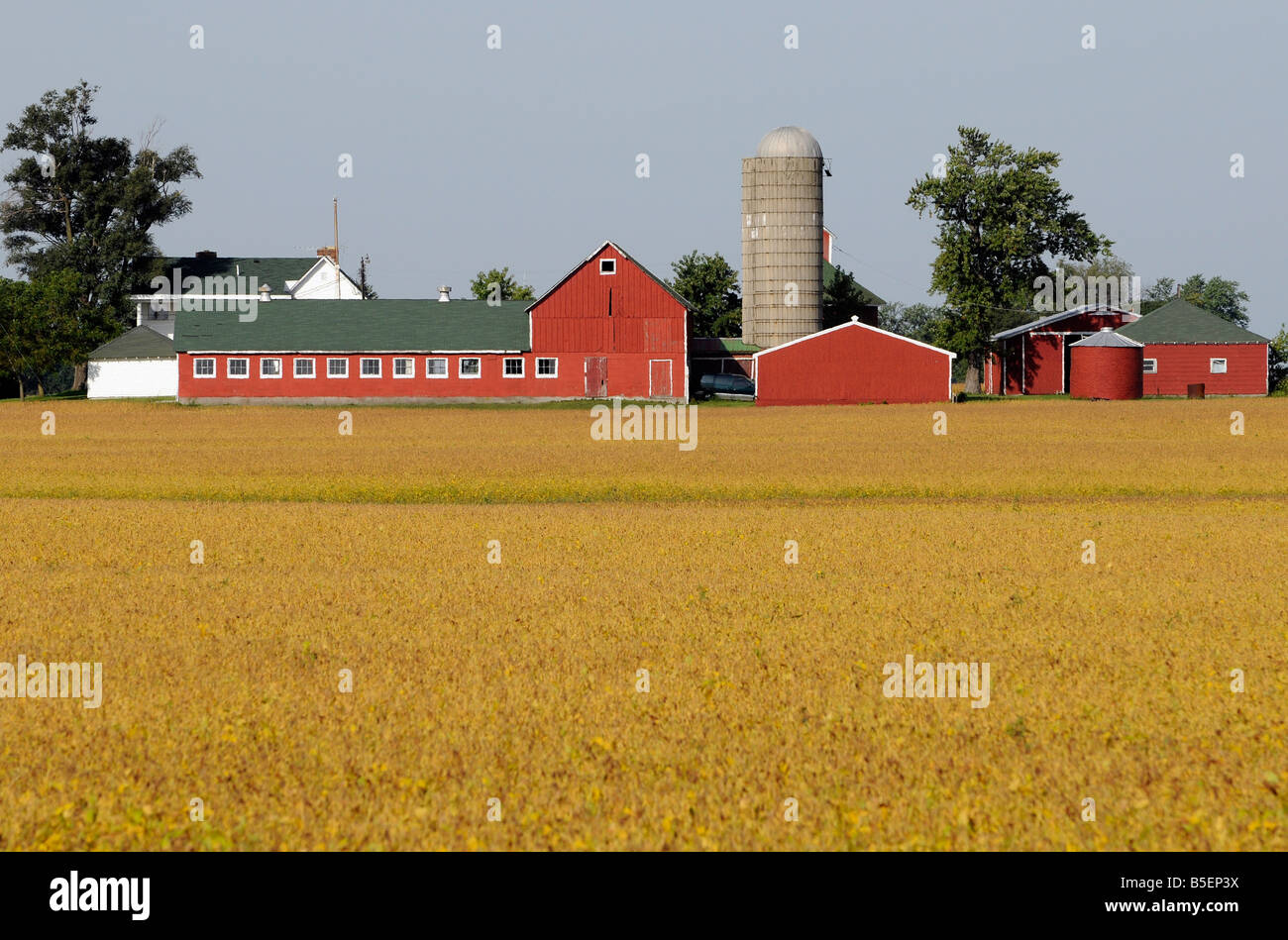 Edifici agricoli e un campo di soia nel midwestern Stati Uniti d'America Foto Stock