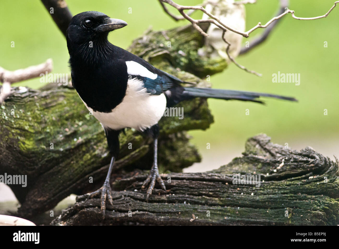 Gazza Pica pica membro della famiglia corvo residenti nel Regno Unito Foto Stock