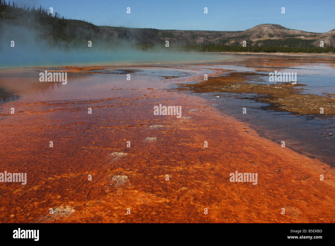 Orme di animali crossing Grand Prismatic Spring, Midway Geyser Basin, il Parco Nazionale di Yellowstone Foto Stock
