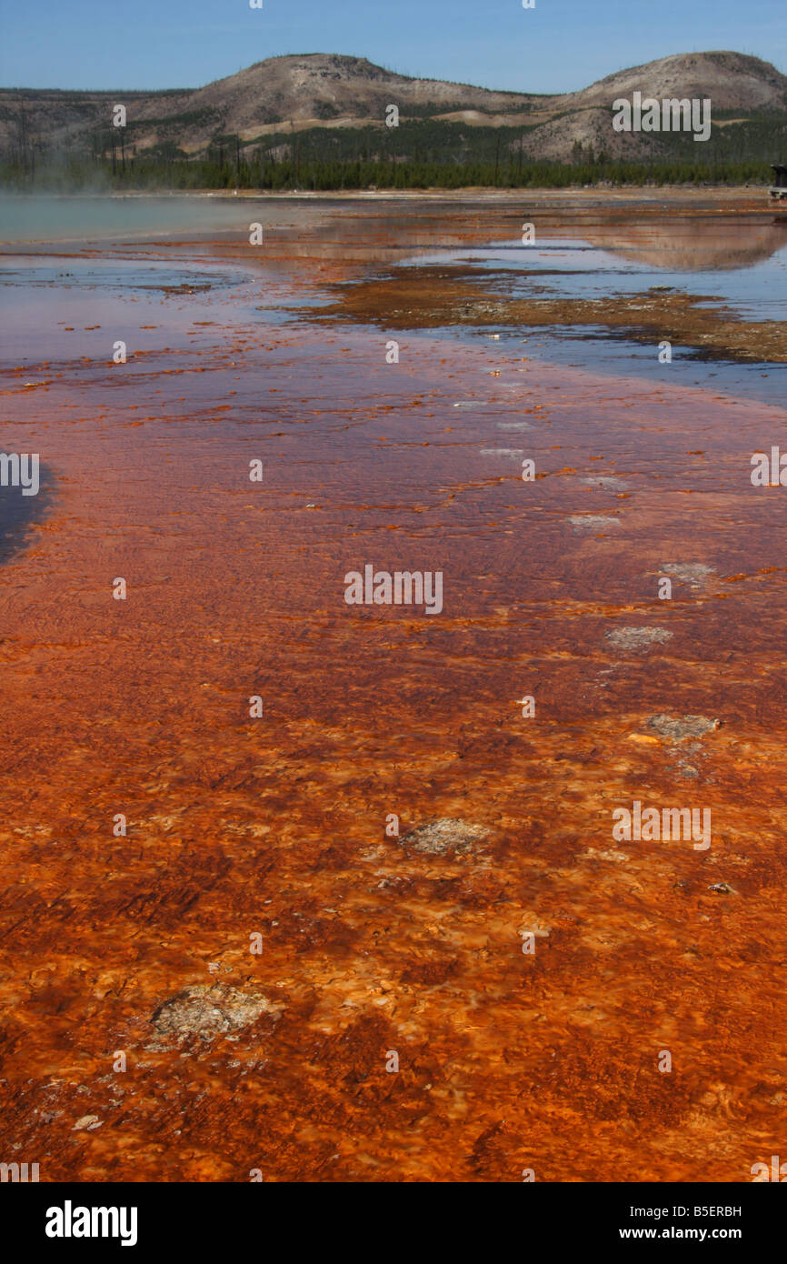 Orme di animali crossing Grand Prismatic Spring, Midway Geyser Basin, il Parco Nazionale di Yellowstone Foto Stock