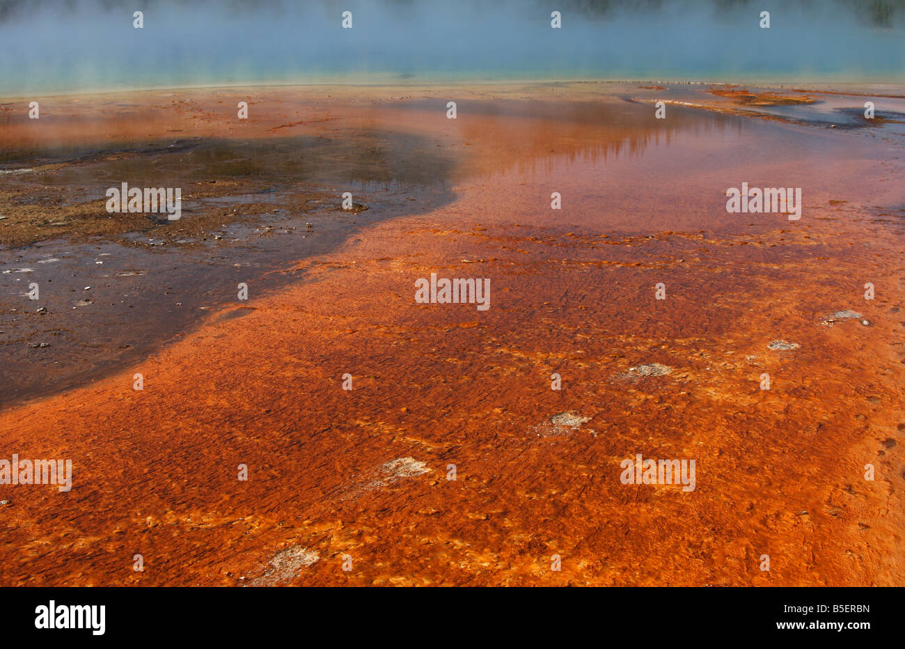 Orme di animali crossing Grand Prismatic Spring, Midway Geyser Basin, il Parco Nazionale di Yellowstone Foto Stock