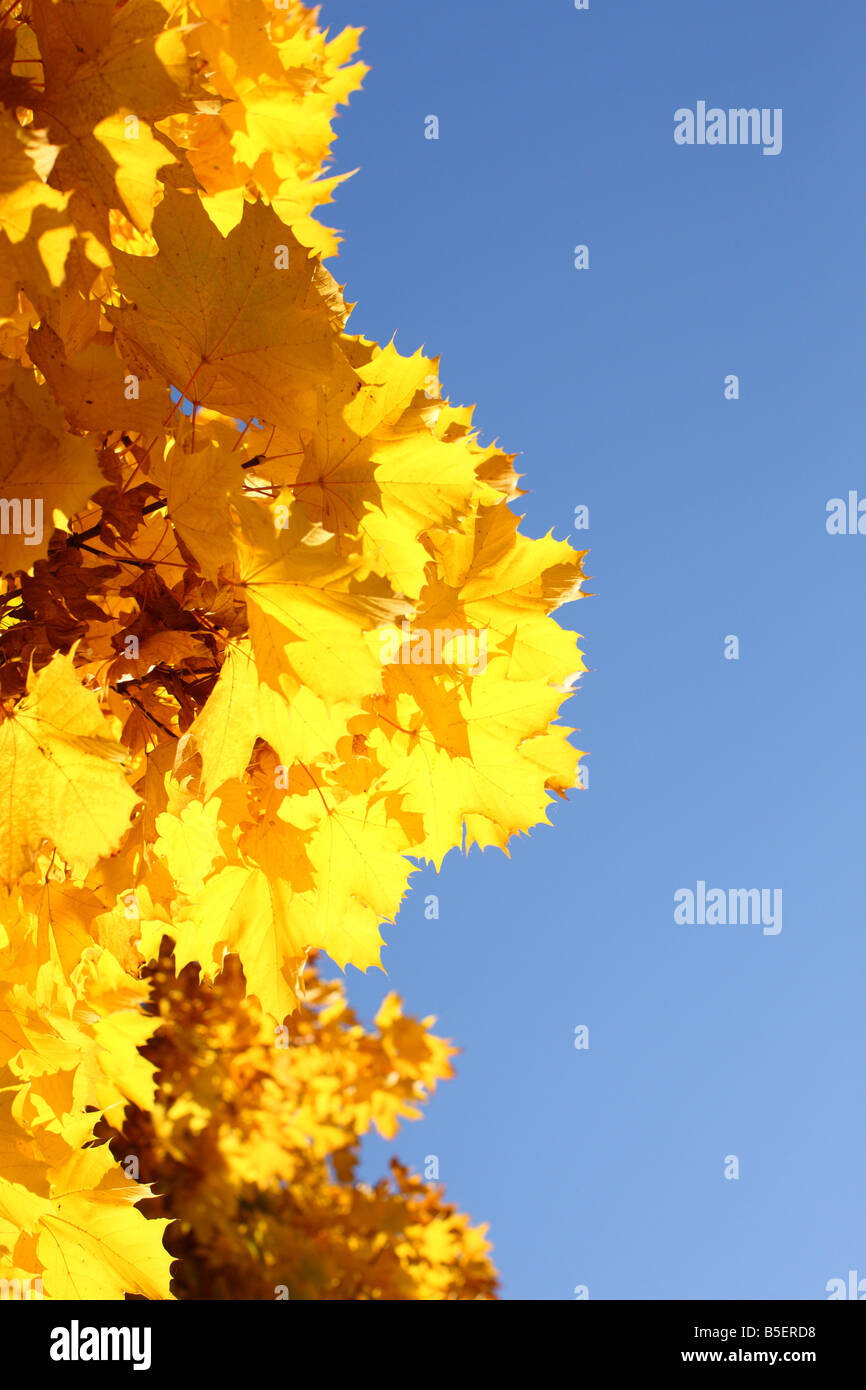 Cadono le foglie contro il cielo blu Foto Stock