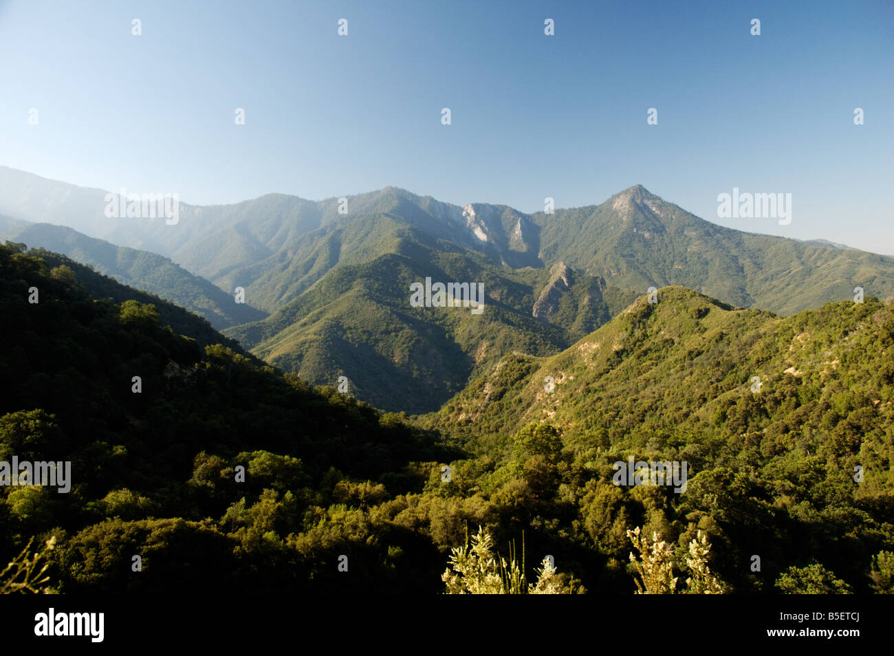 Scena da Generals autostrada nel Parco Nazionale di Sequoia Foto Stock