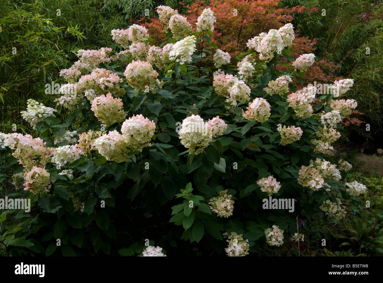 Hydrangea paniculata 'unica', Panicled Ortensie Foto Stock