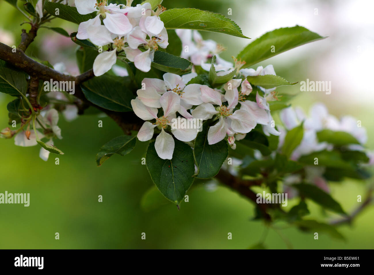 Apple Blossom Foto Stock