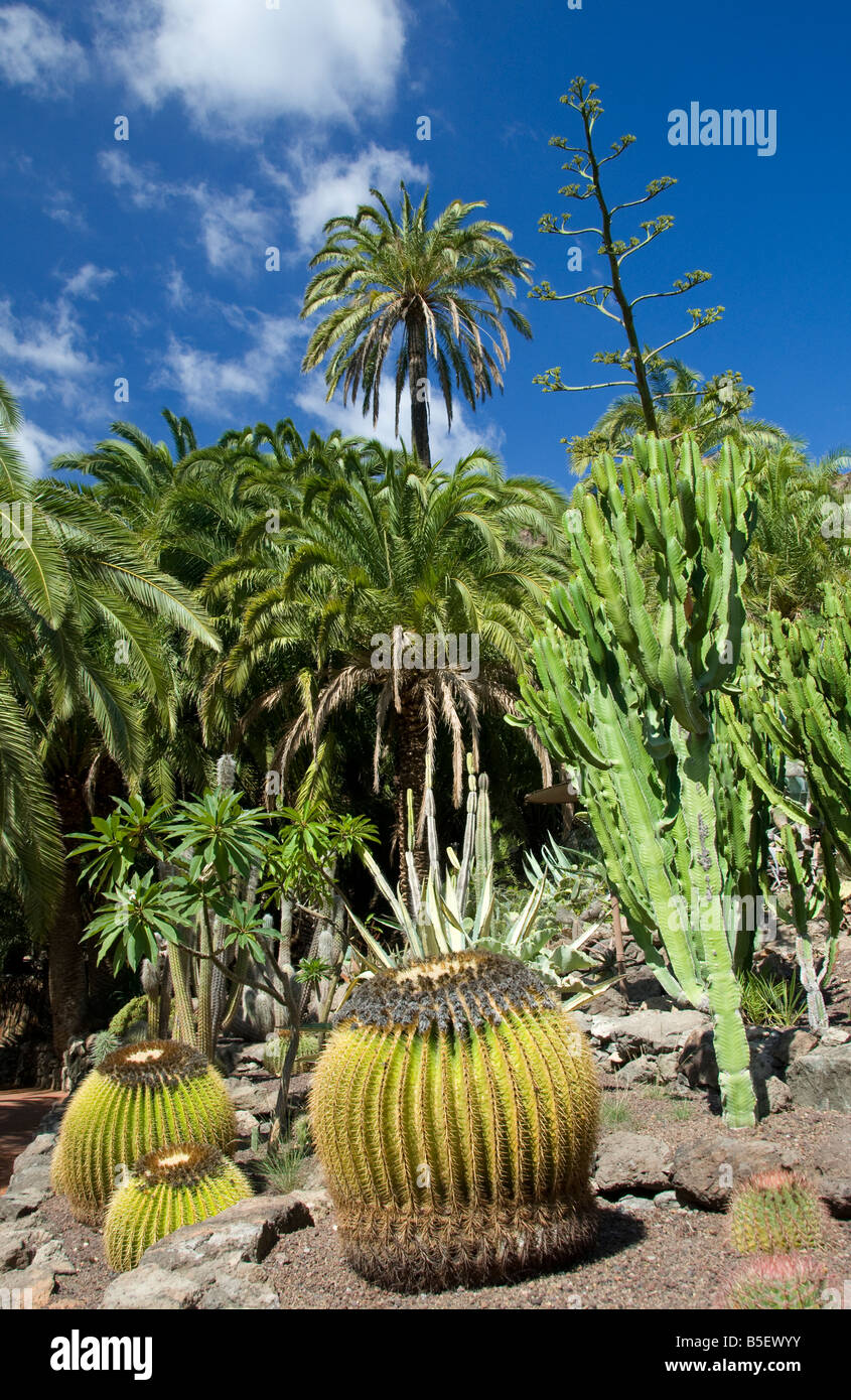 Parco Palmitos con vari cactus e palme Maspalomas Gran Canaria Isole Canarie Spagna Foto Stock