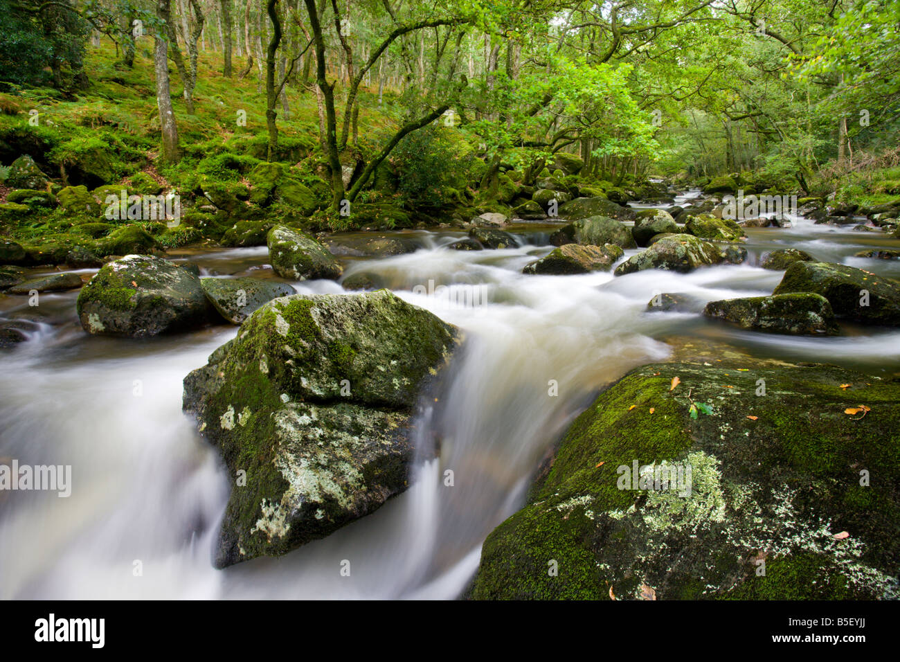 Rocky River Plym fluente attraverso Dewerstone legno in estate Parco Nazionale di Dartmoor Devon England Foto Stock