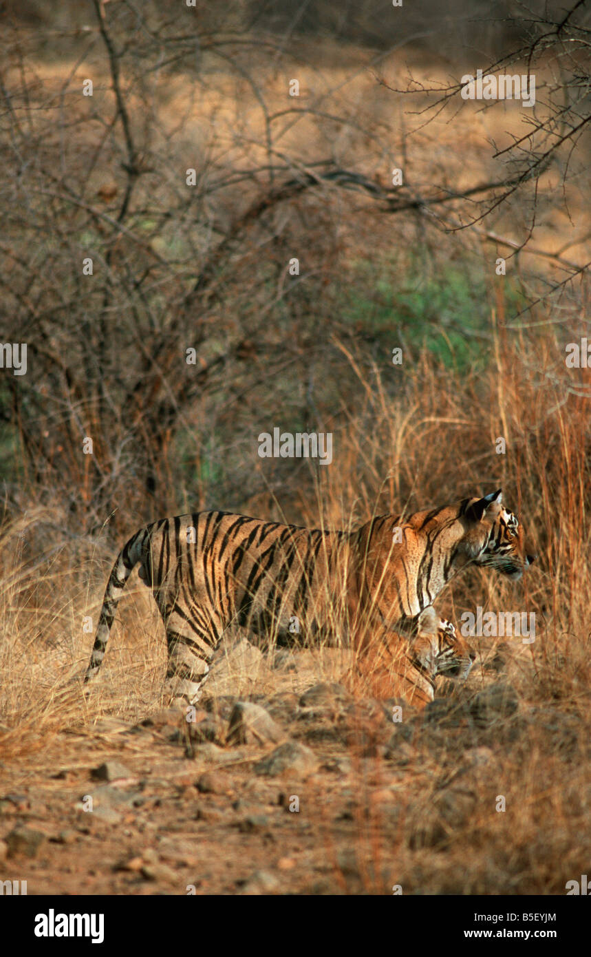 Un maschio femmina Tiger guardando una preda a Ranthambore Riserva della Tigre, India. (Panthera Tigris ) Foto Stock