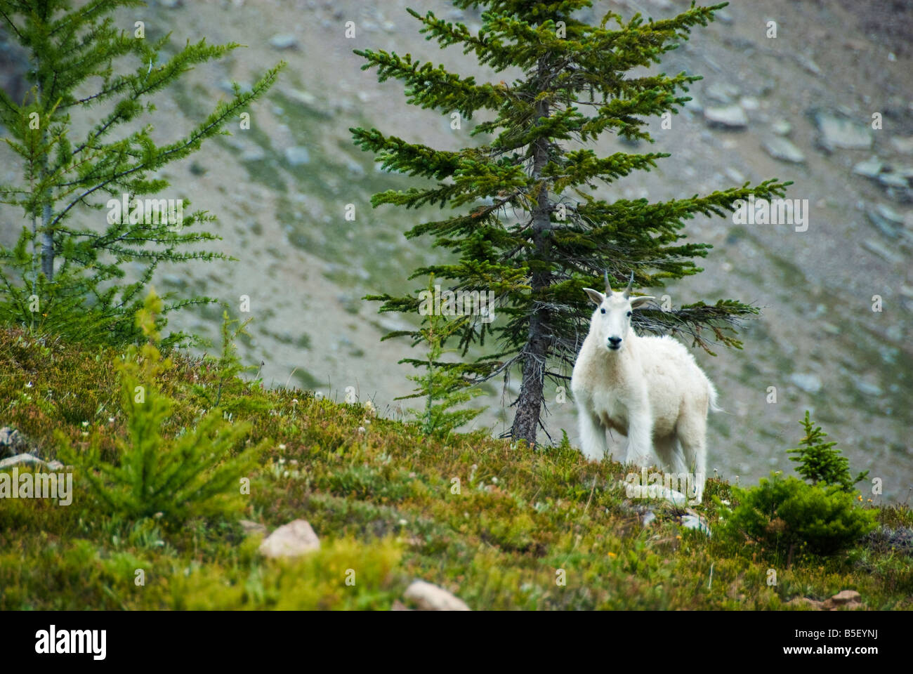 Capre di montagna, lago O'hara Area, Parco Nazionale di Yoho, British Columbia Foto Stock