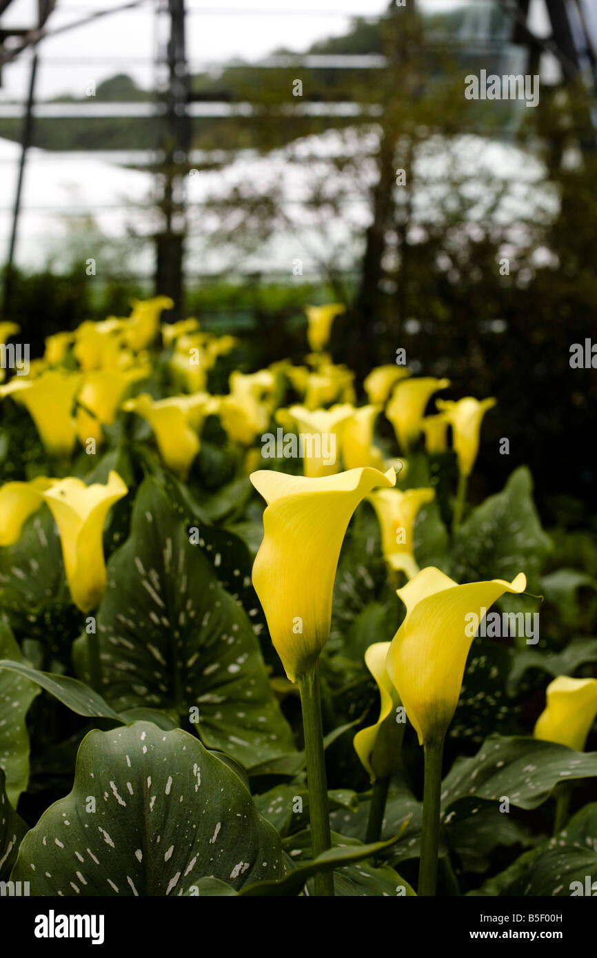 Giallo Calla Lilies in crescita in serra Foto Stock