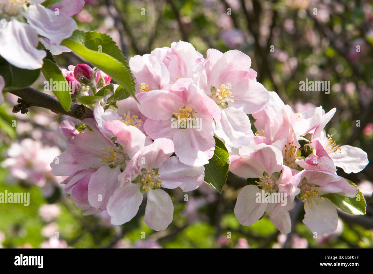 Inglese apple blossom in primavera Foto Stock