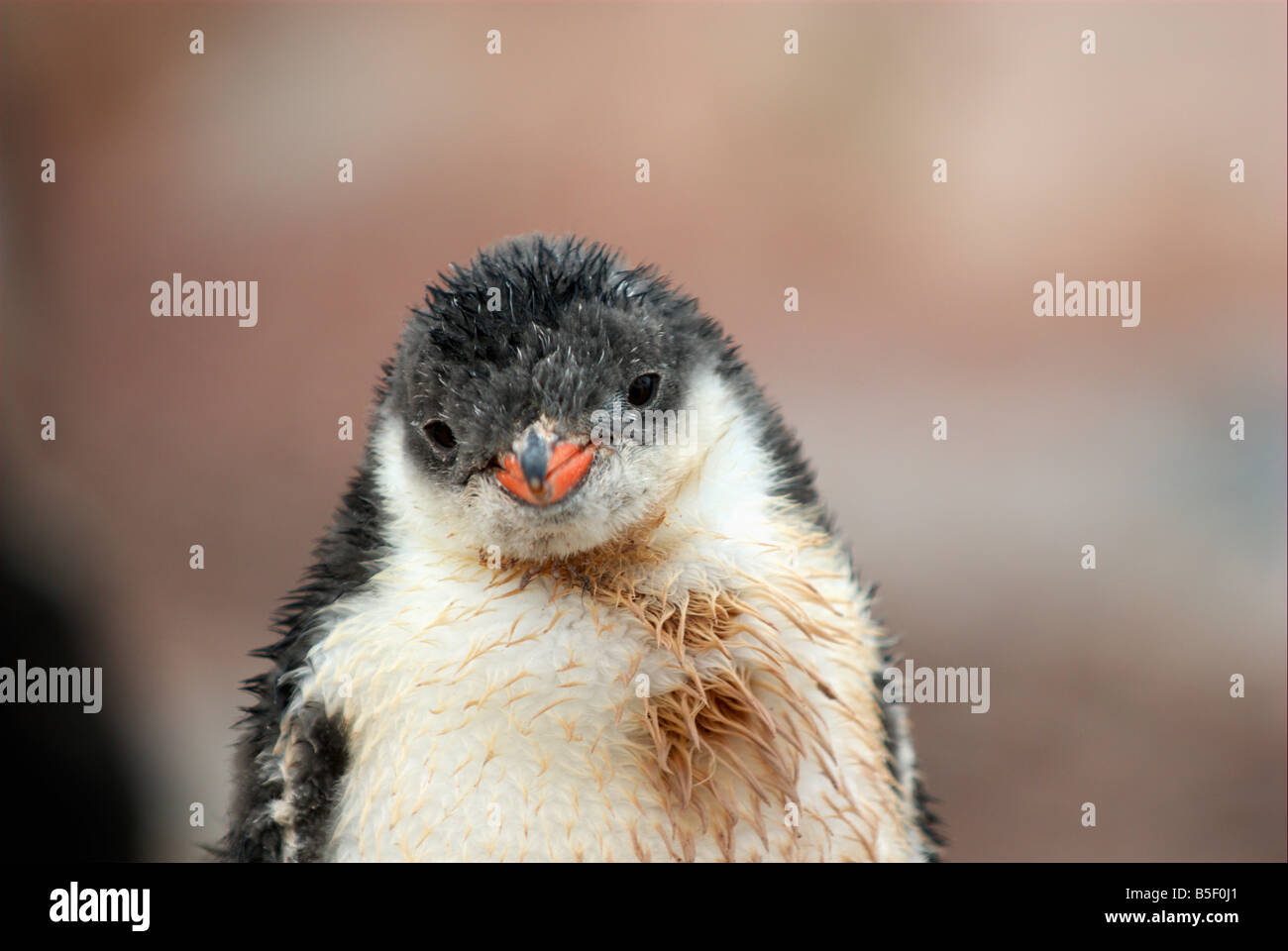 Pinguino di Gentoo Foto Stock