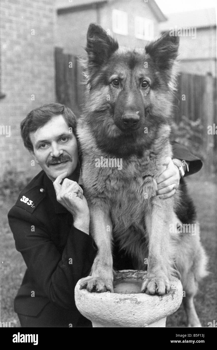 Cane di polizia Mac con il gestore ufficiale di polizia Trevor Pearson Foto Stock