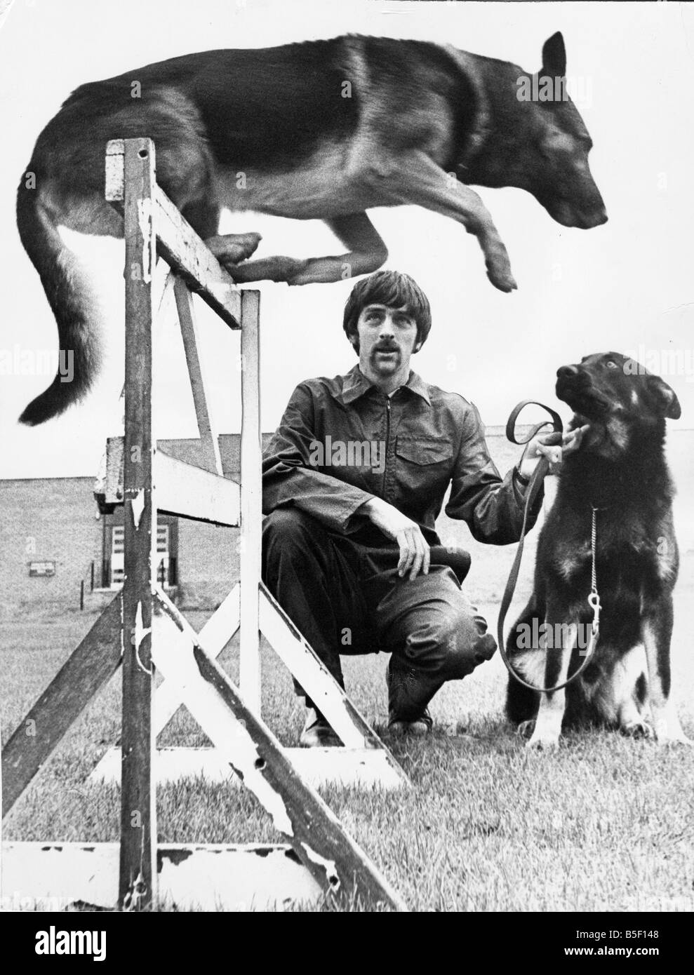 Cane di polizia Alf mostra giovane recluta Rock come saltare oltre un recinto con il gestore ufficiale di polizia Paolo siepi cercando su Foto Stock