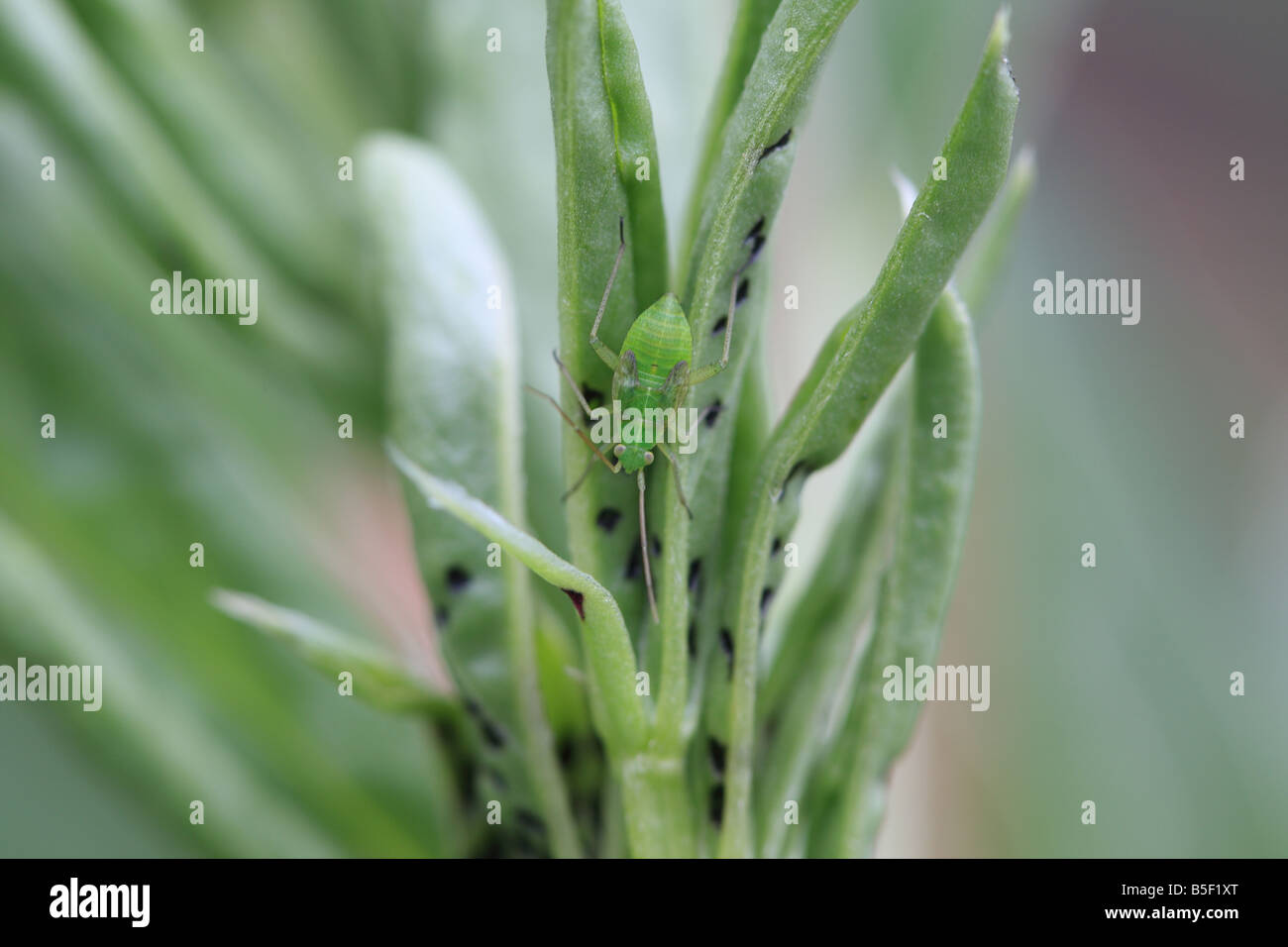 Comune di capside verde Lygocoris pabulinus ninfa su Broad Bean SHOOT VISTA POSTERIORE Foto Stock