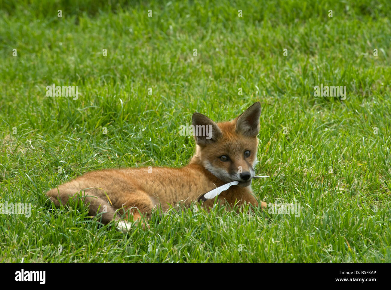 Red Fox cub Vulpes vulpes giocando con la Gazza giù Foto Stock