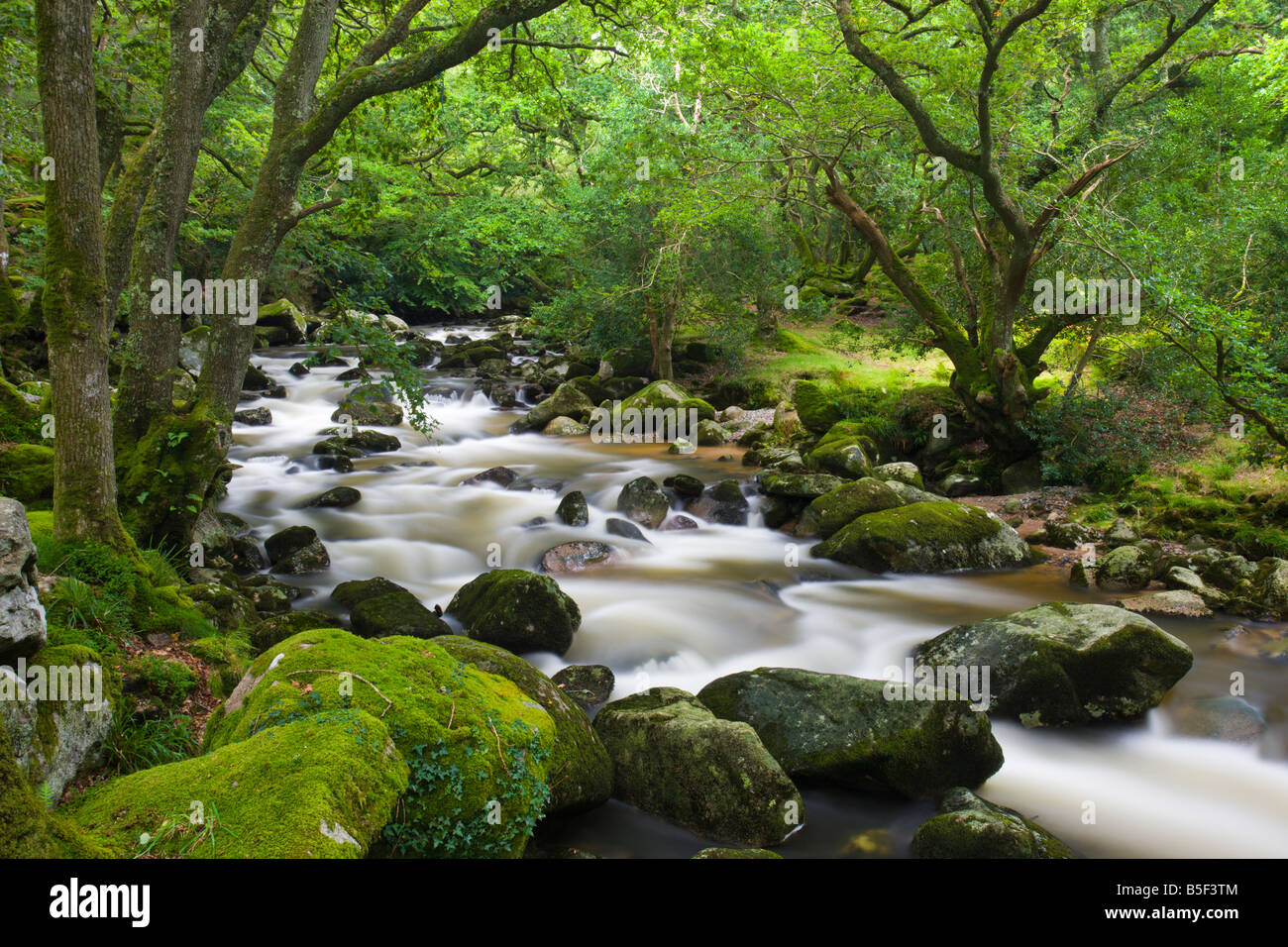 Rocky River Plym fluente attraverso Dewerstone legno in estate Parco Nazionale di Dartmoor Devon England Foto Stock