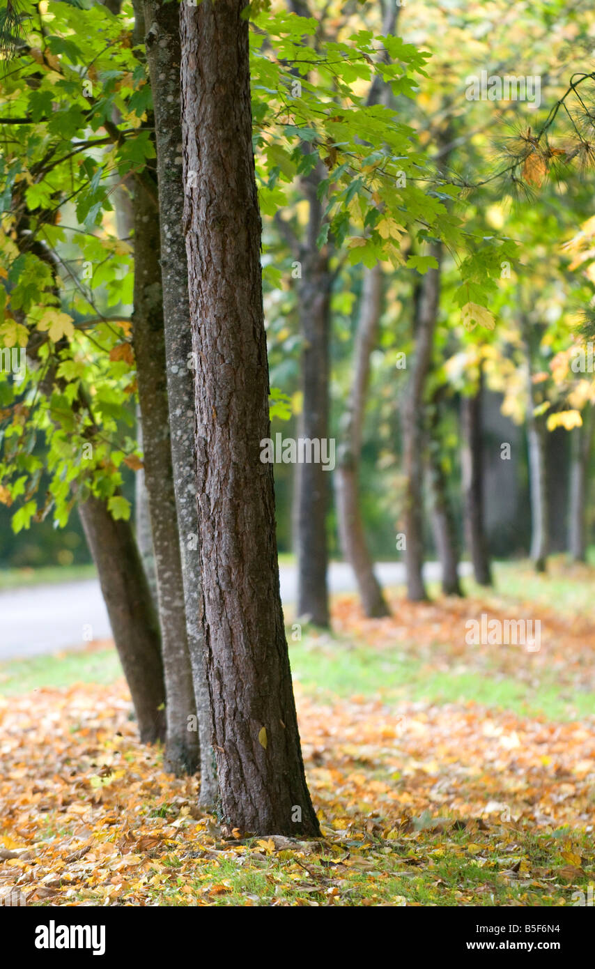 Bosco autunnale nella Valle della Loira, Francia Foto Stock