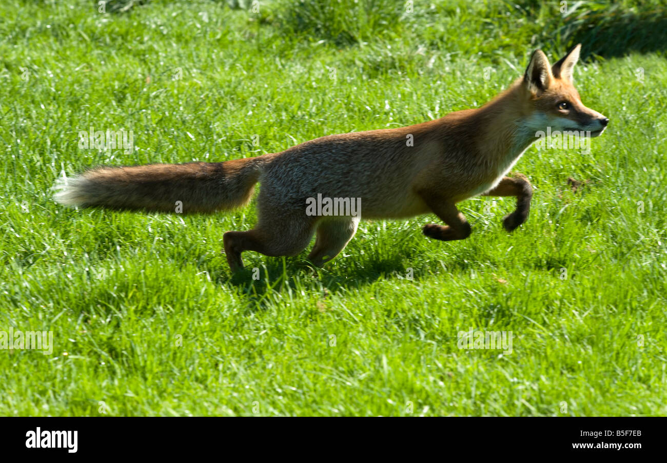 Red Fox Vulpes vulpes in esecuzione Foto Stock
