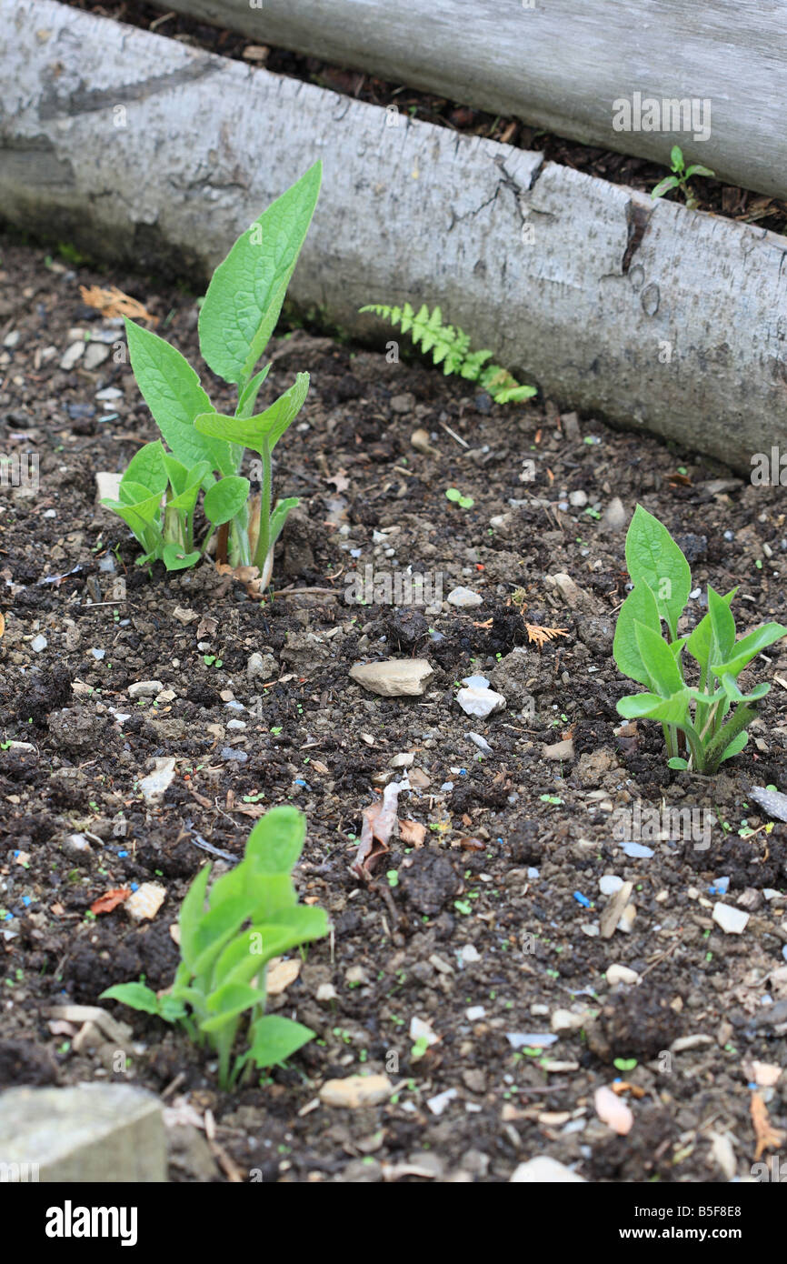 Recentemente piantato COMFREY talee di radice iniziano a sparare dopo una settimana circa Foto Stock