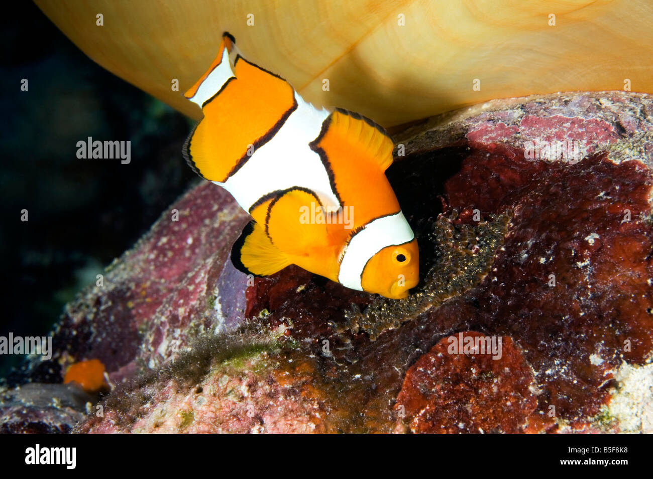 ClownAnemonefish, Amphiprion percula, tendendo le sue uova deposte sotto l anemone. Le uova sono quasi pronti per berlina e i piccoli occhi può essere visto Foto Stock