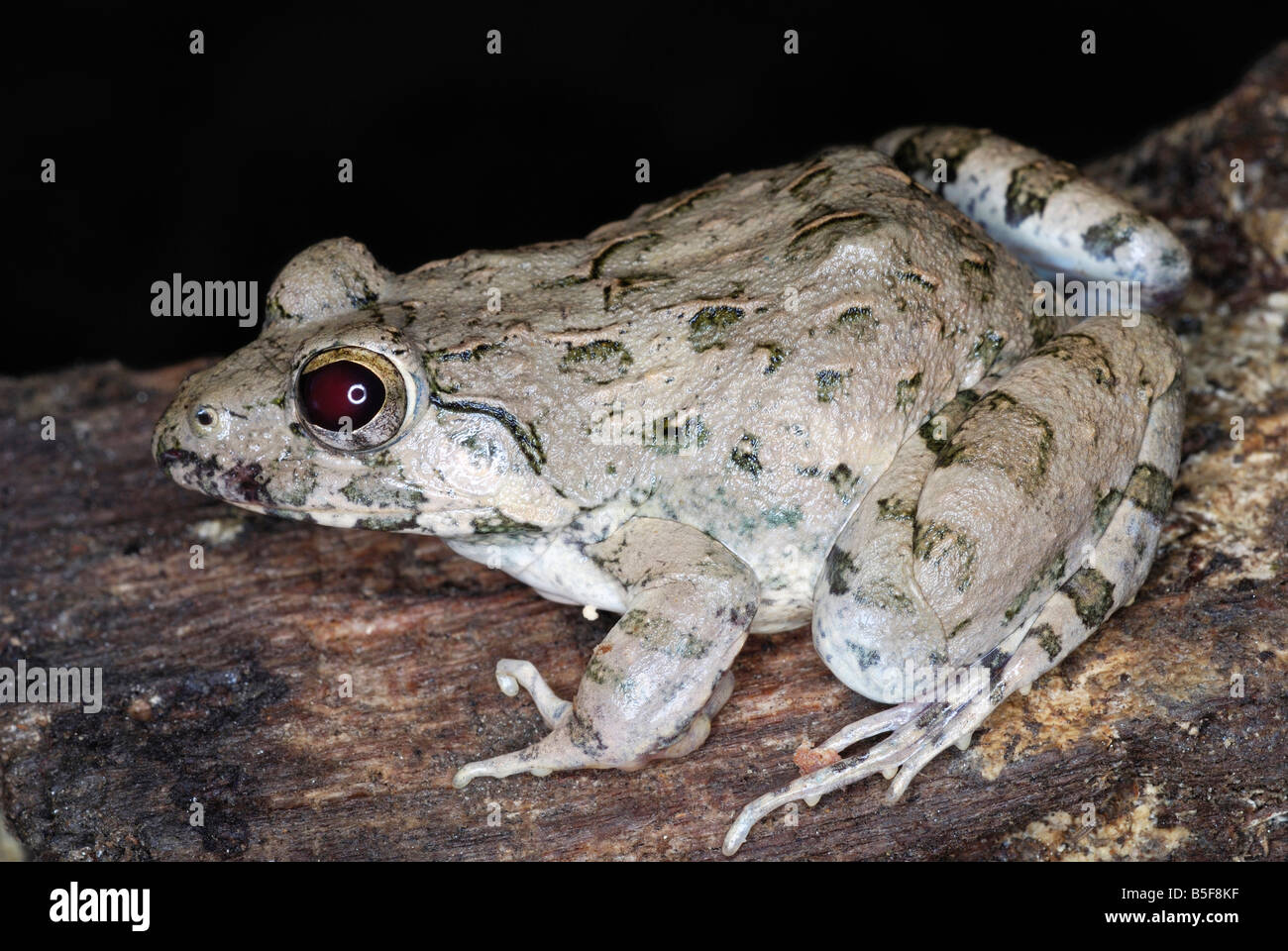 Fejervarya, specie di cricket rana. comunemente ancora estremamente difficile ID. Assam. India Foto Stock